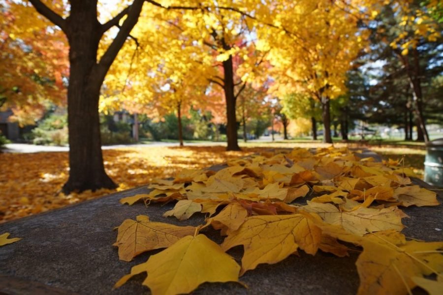 autumn